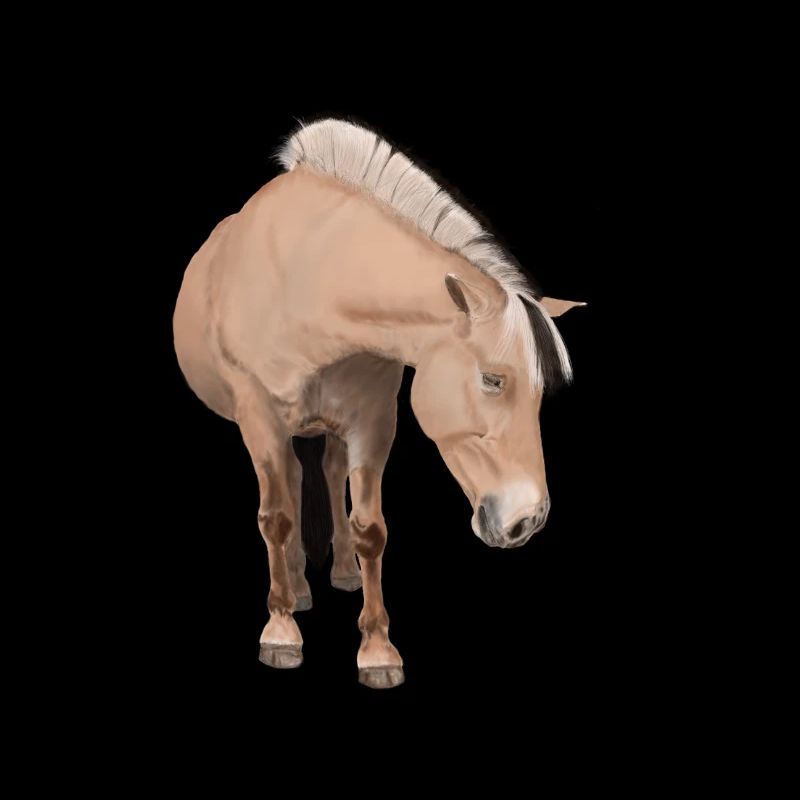 horse