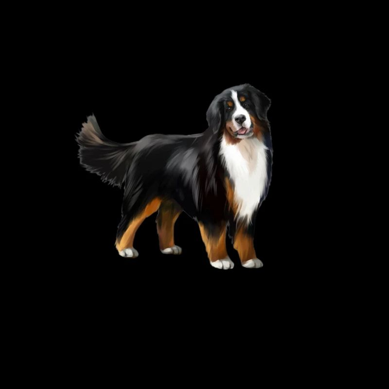 Bernese Mountain Dog