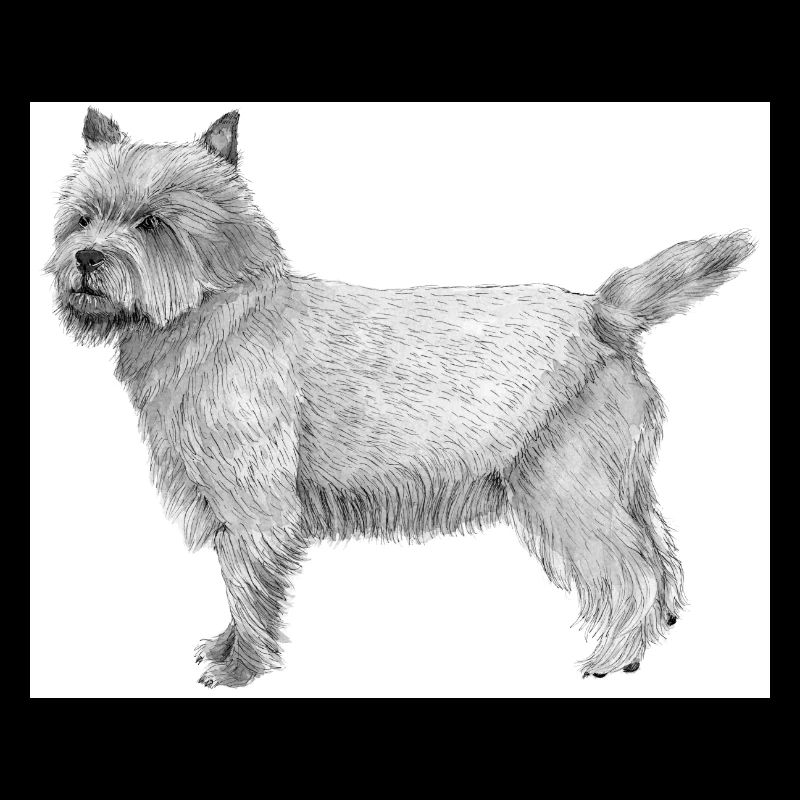 Cairn Terrier Aufkleber