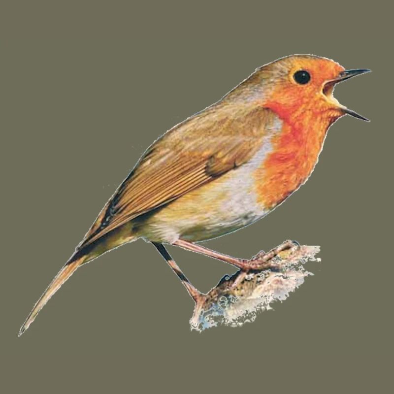 Redthroat Bird Robin
