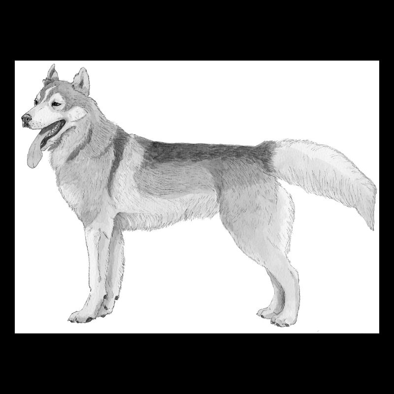 Siberian Husky sticker