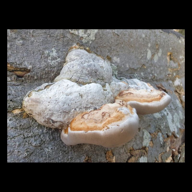 surgeon's agaric also tinder fungus Zunderschwamm