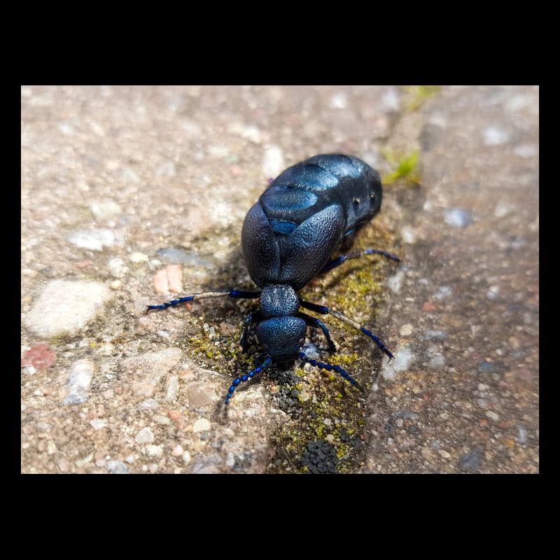 black oil beetle also violet oil beetle Ölkäfer