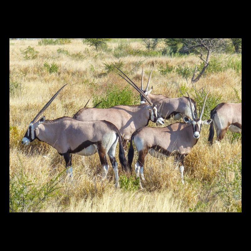 Antilope Oryxs gemsbok (Oryx gazella)