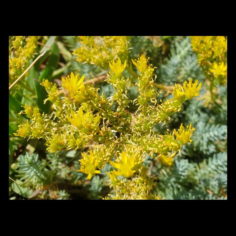 Goldmoos-Mauerpfeffer auch Moos-Mauerpfeffer Sedum acre