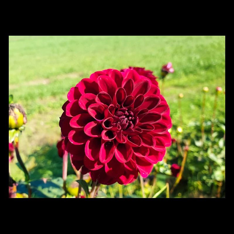Dahlia (in german Dahlie) Dahlia
