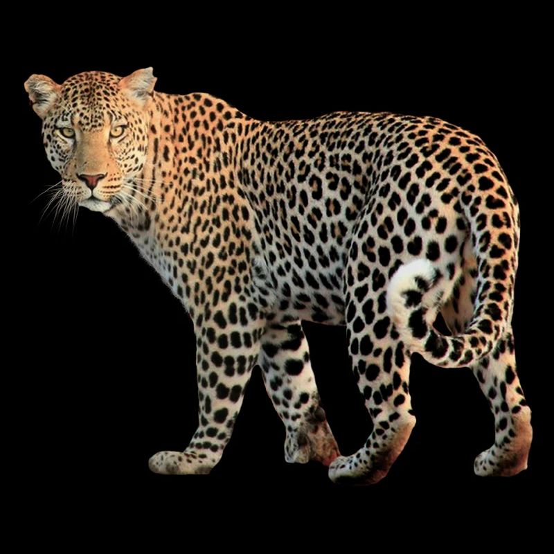 Leopard sehr charismatisch. Geschenkidee