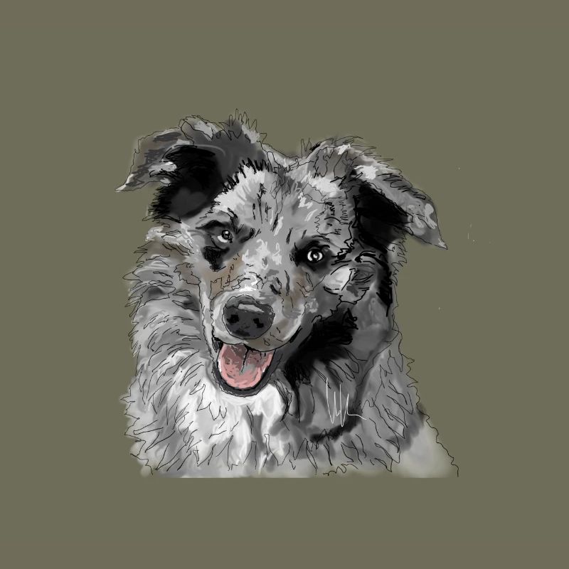 Australian Shepherd