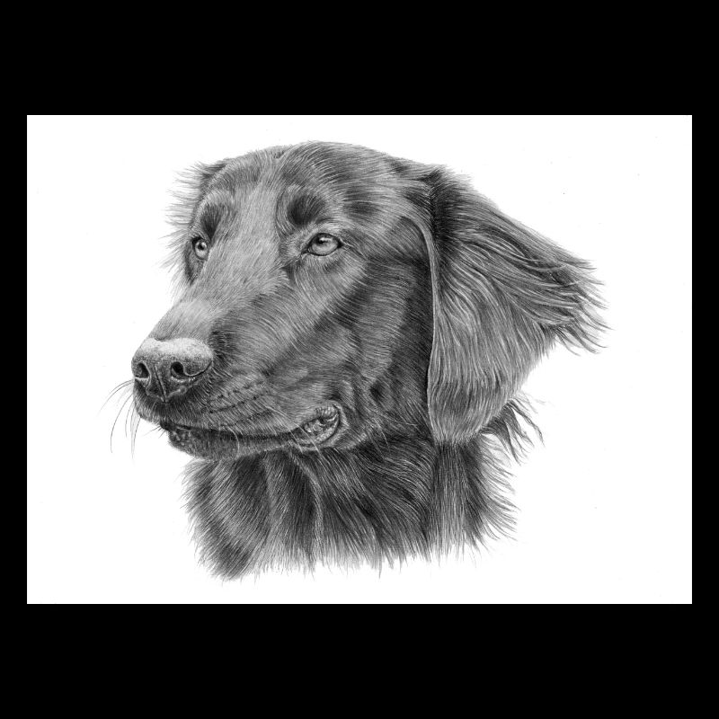 Flachbeschichteter Retriever BW-Aufkleber