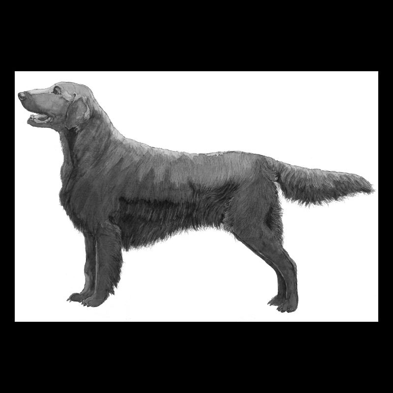 Flachbeschichteter Retriever-Aufkleber