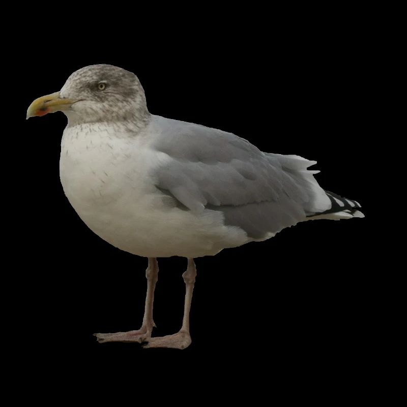 Seemöwe am Strand Illustration