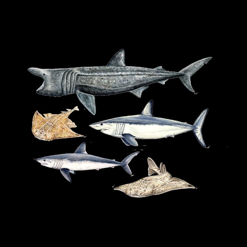 Requins - Requins - Requins