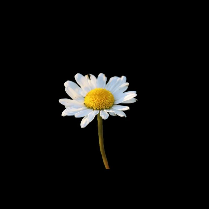 Daisies Marguerite Daisies