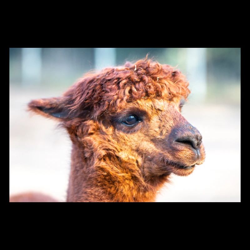 Alpaca (in german Alpaka) Vicugna pacos