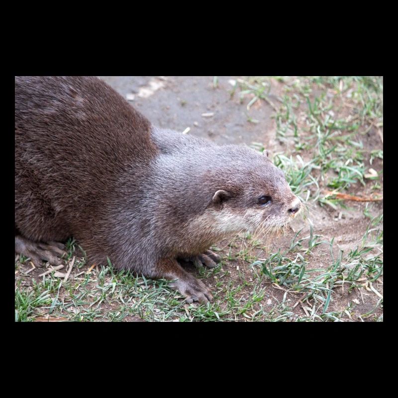 Asian small-clawed otter Zwergotter