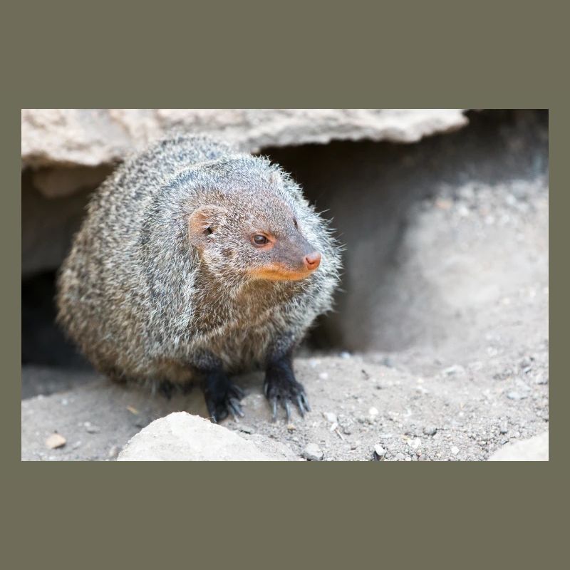 Gebänderte Manguste oder Zebramanguste