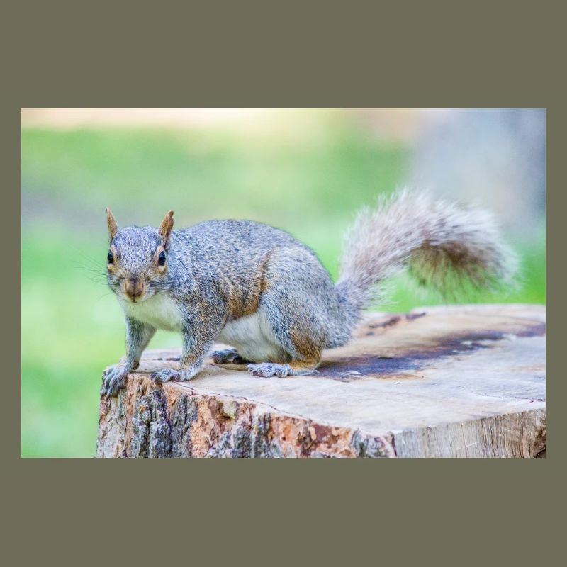 Grey squirrel Grauhörnchen Sciurus carolinensis