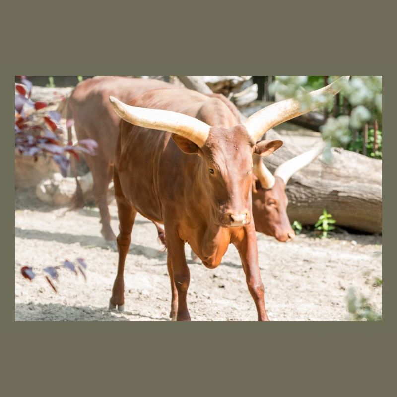 Ankole-Watusi oder Ankole Longhorn Watussirind
