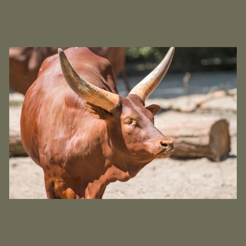 Ankole-Watusi oder Ankole Longhorn Watussirind