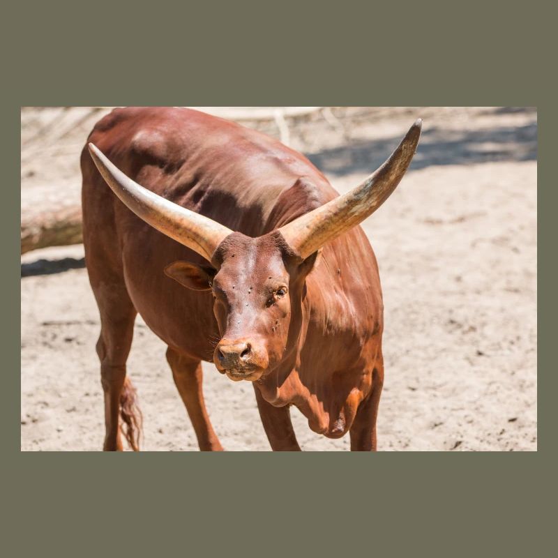 Ankole-Watusi oder Ankole Longhorn Watussirind