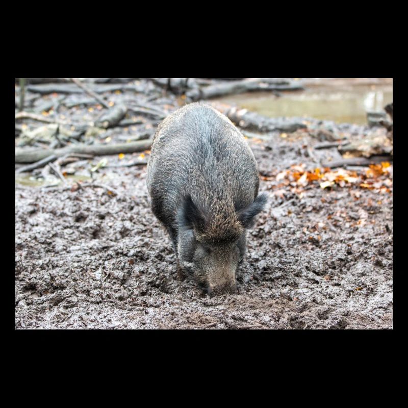 Wildschwein Sus scrofa