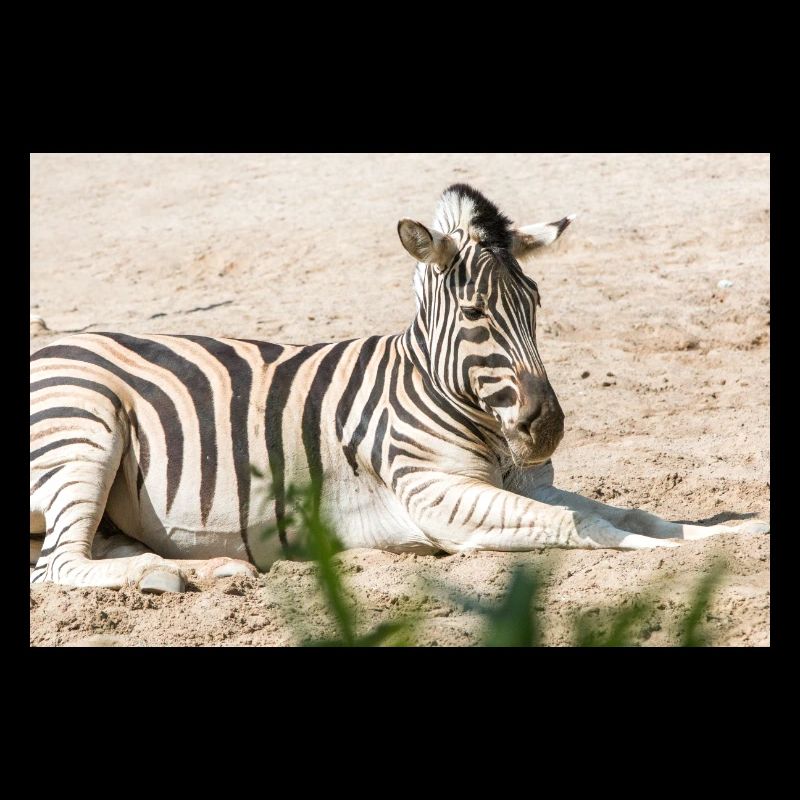 Zebra (in german Zebra or Zebras) Hippotigris