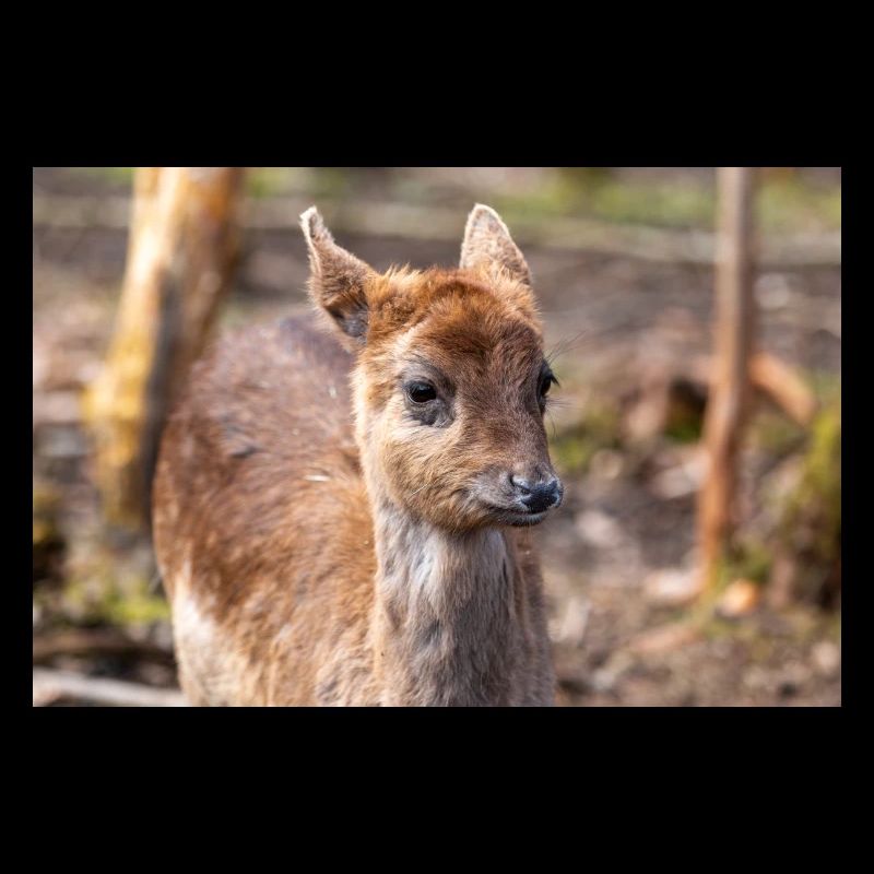 Fallow Deer (in german Damwild or Damhirsch) Dama