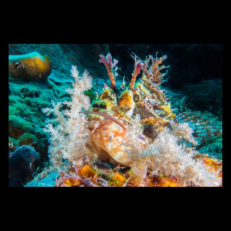 Scorpion fish