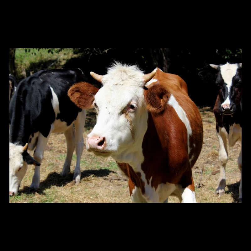 Cow Poster
