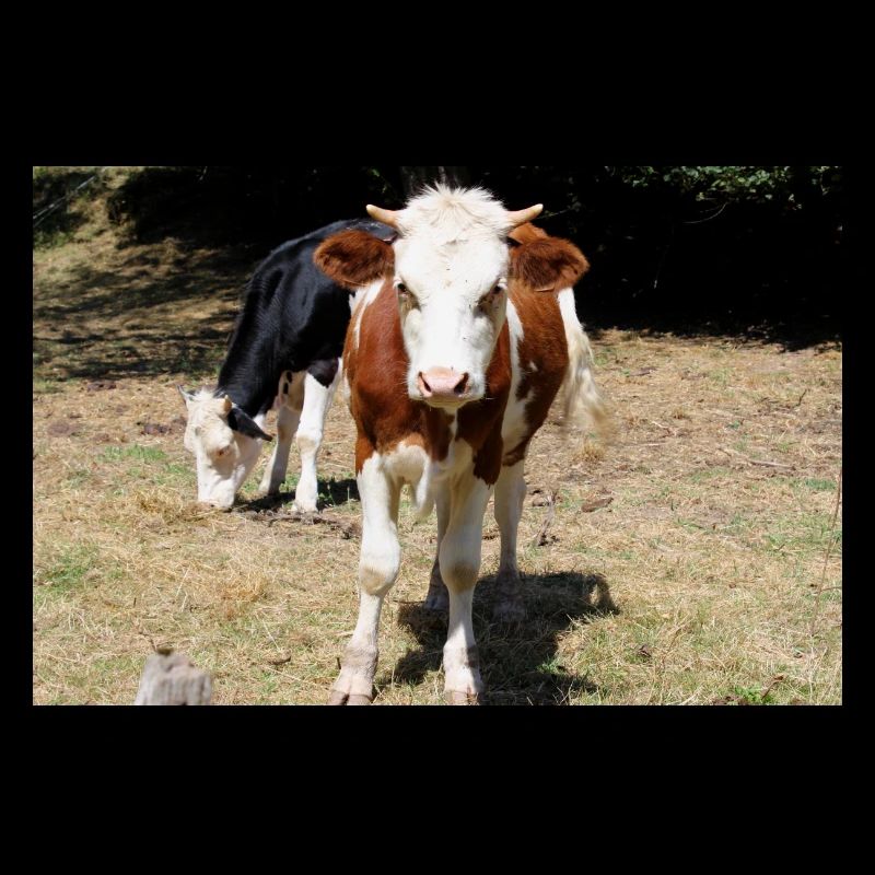 Cow Poster