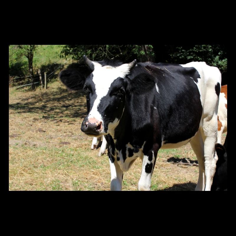 Cow Poster