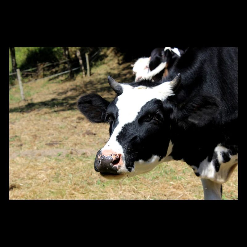 Cow Poster