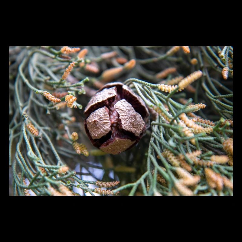Italian cypress also Mediterranean cypress