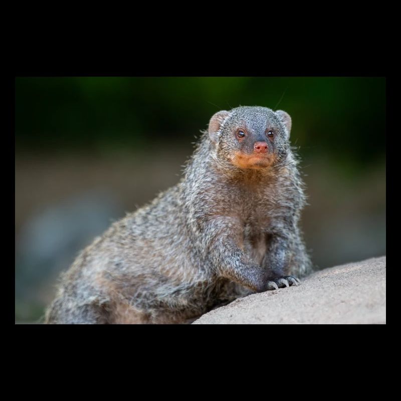Banded Mongoose Zebra Mongoose Zebramanguste