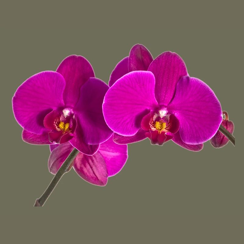 Phalaenopsis