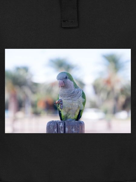 Monk Parrot