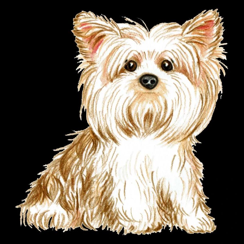 chien Yorkshire terrier - chien mignon