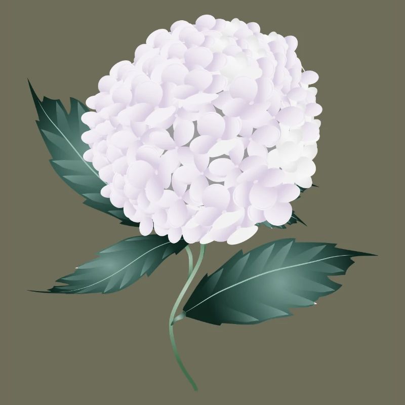 White hydrangea blossom – elegance and lightness