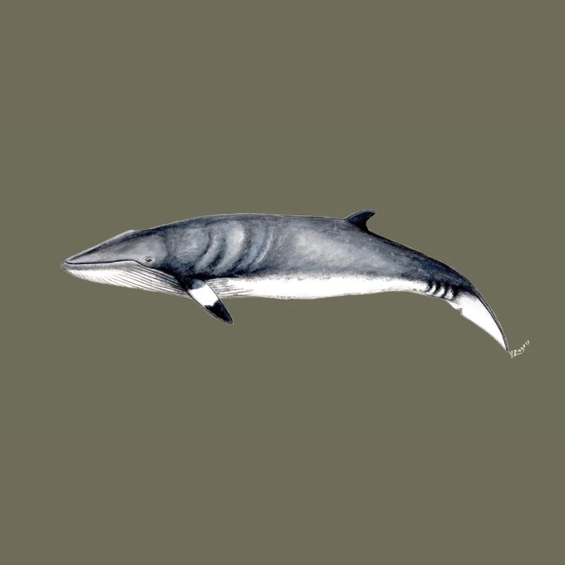 Minke - baleine Minke - Petit rorqual