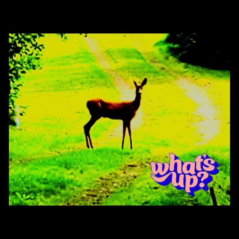 whats up