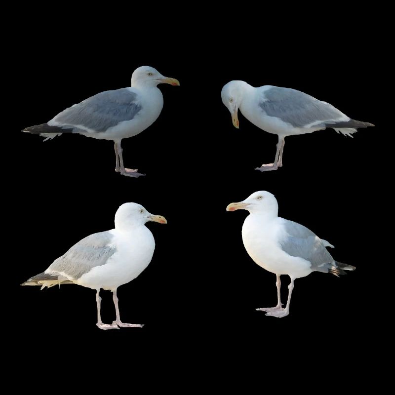 Möwen