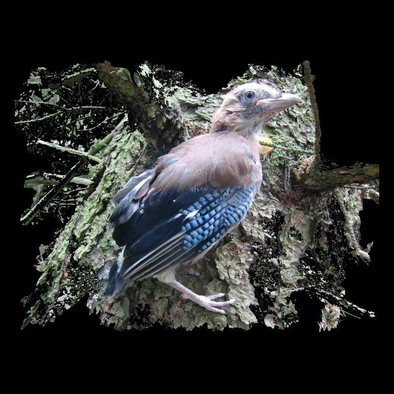 Eichelhäher Corvidae