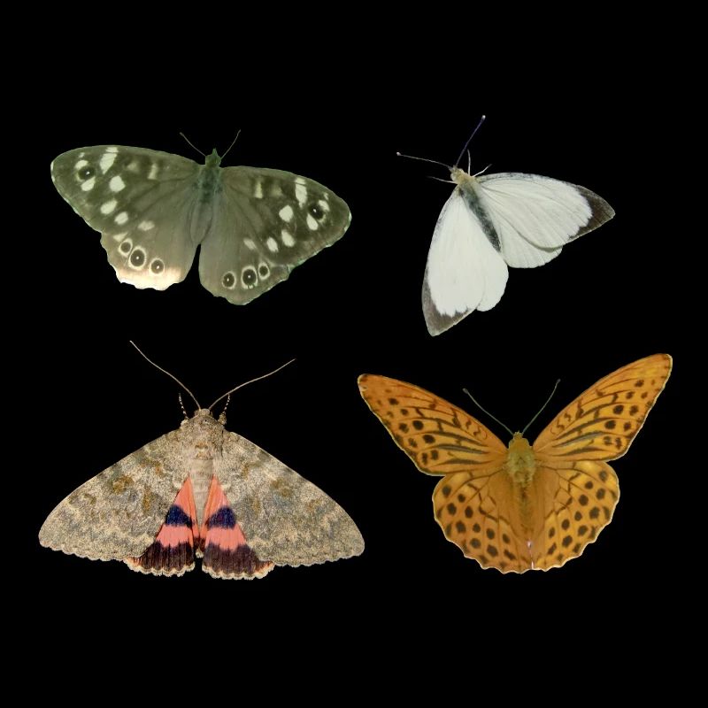Insekten Schmetterlinge