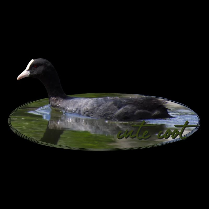 Blässhuhn Wasservogel Vogel