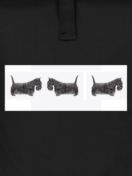 Scottish terrier car