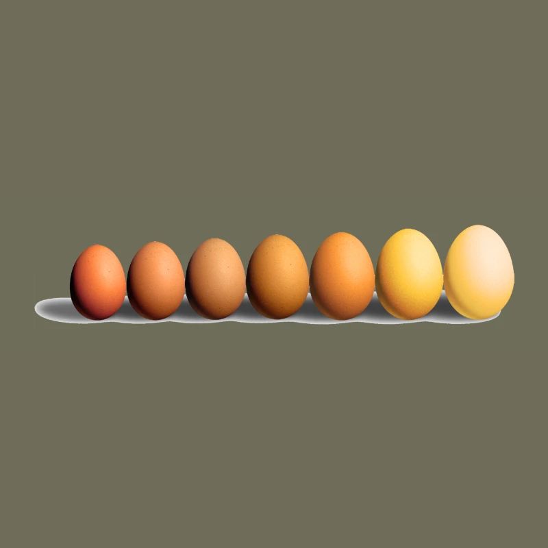 Eier