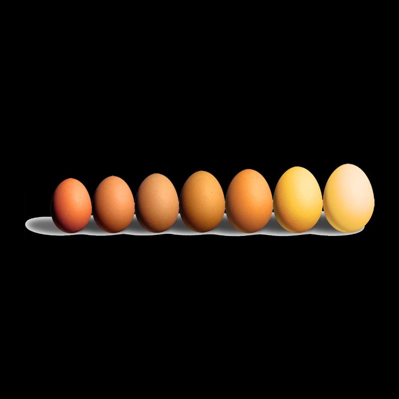 Les Oeufs