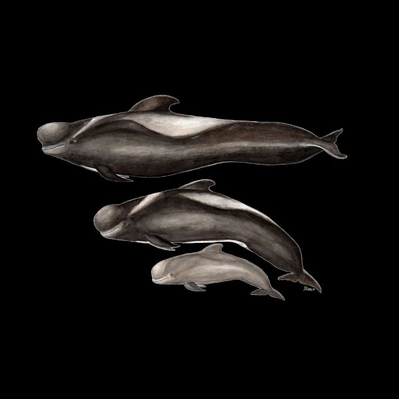 Pilot whale - tropical pilot whale - Globicéphale