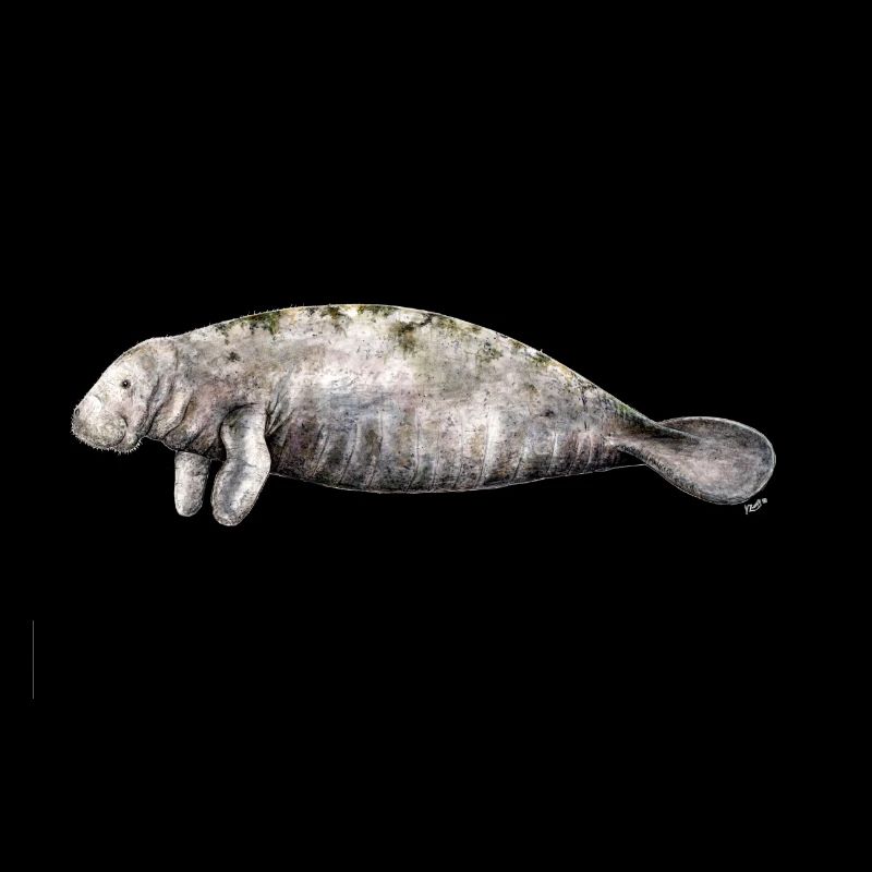 Manati - Manatee - Lamantin