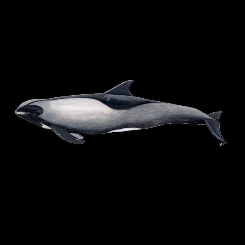 melon tête Dolphin - Peponocephala electra